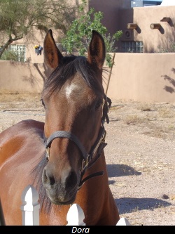 Dora Horse