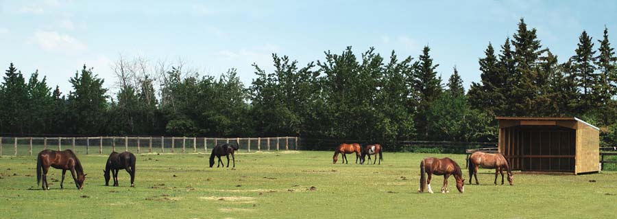 Horses in Pasture